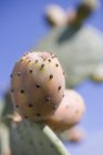 Peras espinosas en cactus - foto de stock