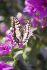 Вид крупным планом одной бабочки на фиолетовый цветок — стоковое фото
