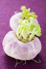 Fresh ripe turnips — Stock Photo