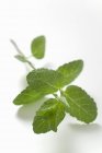 Sprig of fresh mint — Stock Photo