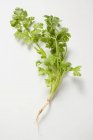Fresh coriander with root — Stock Photo