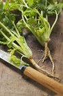 Fresh coriander with roots and knife — Stock Photo