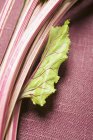 Beetroot stalks with leaf — Stock Photo