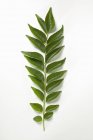 Свежевырезанные листья карри — стоковое фото