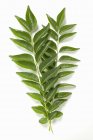 Fresh-cut Curry leaves — Stock Photo
