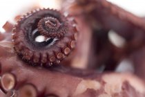 Smoked octopus, close-up — Stock Photo