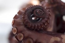 Копченый осьминог, крупным планом — стоковое фото
