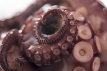 Geräucherter Oktopus, Nahaufnahme — Stockfoto