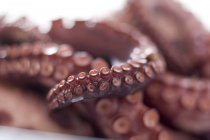 Smoked octopus, close-up — Stock Photo