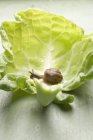 Равлик на білому капустяному листі на зеленій дерев'яній поверхні — стокове фото