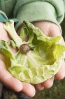 Cropped view of child hands holding cabbage leaf with snail — Stock Photo