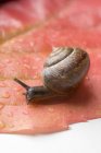Closeup view of one snail crawling on red vine leaf — Stock Photo