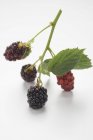 Blackberries on stalk with leaves — Stock Photo