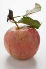 Червоне яблуко зі стеблом — стокове фото