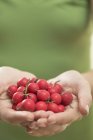 Closeup cropped view of hands holding fresh rose hips — Stock Photo