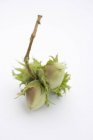 Unripe hazelnuts with twig — Stock Photo