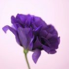 Vista de primer plano de la flor violeta Lisianthus - foto de stock
