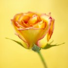 Vista de cerca de una rosa bicolor sobre fondo amarillo - foto de stock