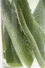Aloe vera folhas em vidro de água — Fotografia de Stock