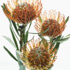 Vista de primer plano de las flores del rey Protea sobre fondo blanco - foto de stock