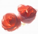 Vista close-up de duas rosas cor-de-rosa no fundo branco — Fotografia de Stock
