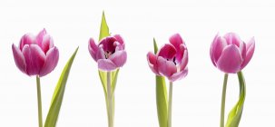 Vista de cerca de cuatro tulipanes rosados sobre un fondo blanco - foto de stock
