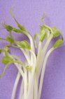Fresh green sprouts — Stock Photo