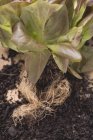 Planta de lechuga roja con raíces - foto de stock