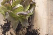 Rote Salatpflanze mit Wurzeln — Stockfoto