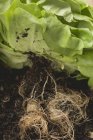 Salatpflanze mit Wurzeln — Stockfoto