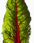 Red Chard Leaf — Stock Photo
