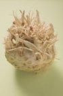 A celeriac root  on white surface — Stock Photo