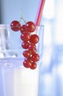 Glass of milk with redcurrants — Stock Photo