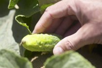Hand hält Gurke auf der Pflanze im Freien — Stockfoto