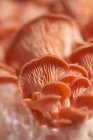 Органические грибы, крупным планом — стоковое фото