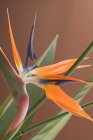 Closeup view of exotic strelitzia flower — Stock Photo