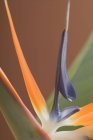 Closeup view of exotic Strelitzia flower — Stock Photo