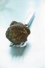 Black truffle on fork — Stock Photo