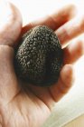 Main tenant truffe noire — Photo de stock