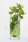 Mint sprigs and cucumber slices in jug — Stock Photo