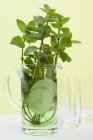 Mint sprigs and cucumber slices in jug — Stock Photo