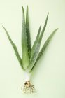 Aloe Vera sur fond blanc — Photo de stock
