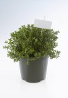 Thyme growing in pot — Stock Photo