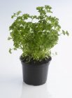 Pot of fresh parsley — Stock Photo