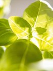 Свежий зелёный базилик — стоковое фото