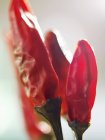 Сушеные красные чили — стоковое фото