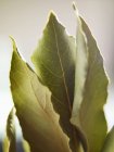 Folhas de louro secas — Fotografia de Stock
