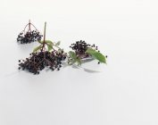Bunches of elderberries with leaves — Stock Photo