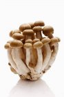 Shimeji гриби, великим планом — стокове фото