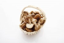 Shiitake mushrooms, close-up — Stock Photo
